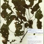 Lonchocarpus scandens Leaf