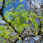 Prosopis caldenia Leaf