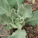Salvia argentea Fuelha