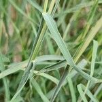 Bothriochloa ischaemum List