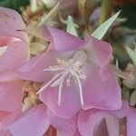 Dombeya wallichii Floare