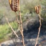 Aloe divaricata Flor