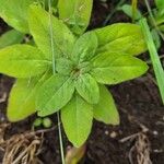 Oenothera fruticosaLeaf