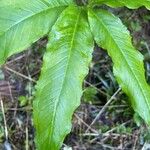 Arisaema dracontium পাতা