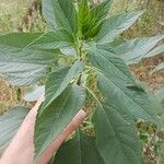 Helianthus tuberosusপাতা