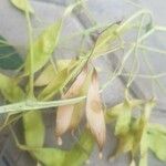 Ailanthus excelsa Plod
