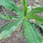 Lactuca serriolaLehti