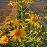 Senecio squalidus Fiore