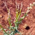 Pterocaulon alopecuroides Flor