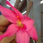Zephyranthes rosea Bloem