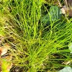 Festuca gautieri Leaf