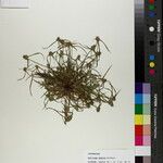 Cyperus hortensis 形态