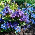 Gentiana septemfida പുഷ്പം