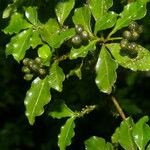 Psychotria chagrensis Ліст