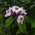 Strophanthus gratus Flower