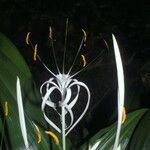 Hymenocallis tubiflora Fleur