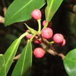 Ficus americana Fruit