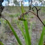 Dianella ensifolia Frucht