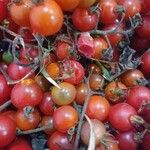 Solanum pimpinellifolium Ffrwyth