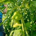 Capsicum baccatum Fruit