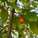 Cornus masFruit