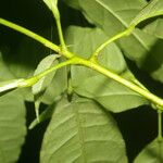 Peltostigma guatemalense Leaf