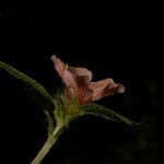 Sida ciliaris Květ