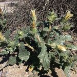 Mentzelia involucrata Habit