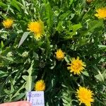 Taraxacum officinaleBloem