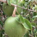 Strychnos spinosa Frucht