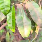 Rhabdophyllum affineFoglia