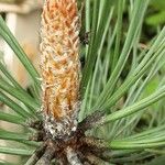 Pinus nigra Liść