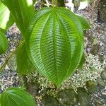 Clidemia umbrosa Leaf