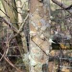 Zanthoxylum clava-herculis Corteza