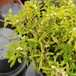 Alternanthera bettzickiana 葉