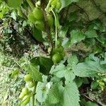 Dioscorea communis Gyümölcs