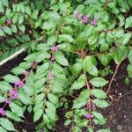 Callicarpa dichotoma Yeri