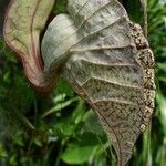 Aristolochia grandiflora Õis