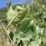 Rhamnus cathartica 叶