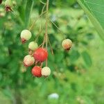 Amelanchier canadensisFrukto