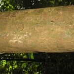 Protium apiculatum Coajă