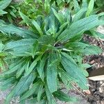 Echium strictum Листок