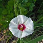 Convolvulus equitans Flower