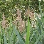 Phragmites australisBlomma