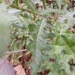 Cirsium arvense Blad