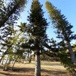 Araucaria luxurians ᱛᱟᱦᱮᱸ