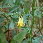 Aquilegia chrysantha Blüte