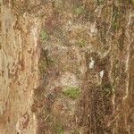 Pachira dolichocalyx Bark