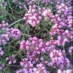 Thymus serpyllumFlower