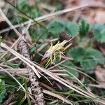 Carex humilis Flor